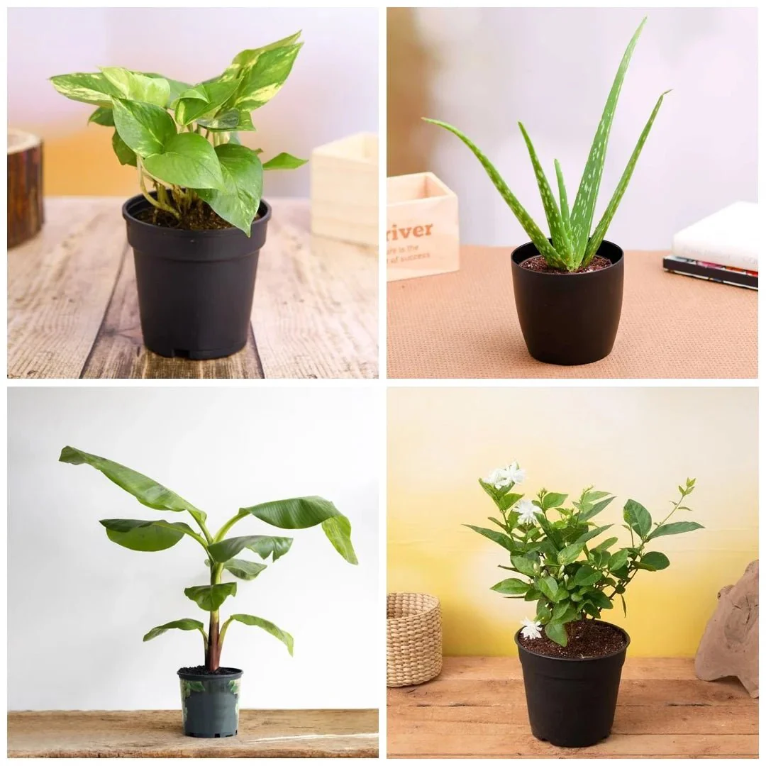 Top 5 Plants for Vastu - Image 2