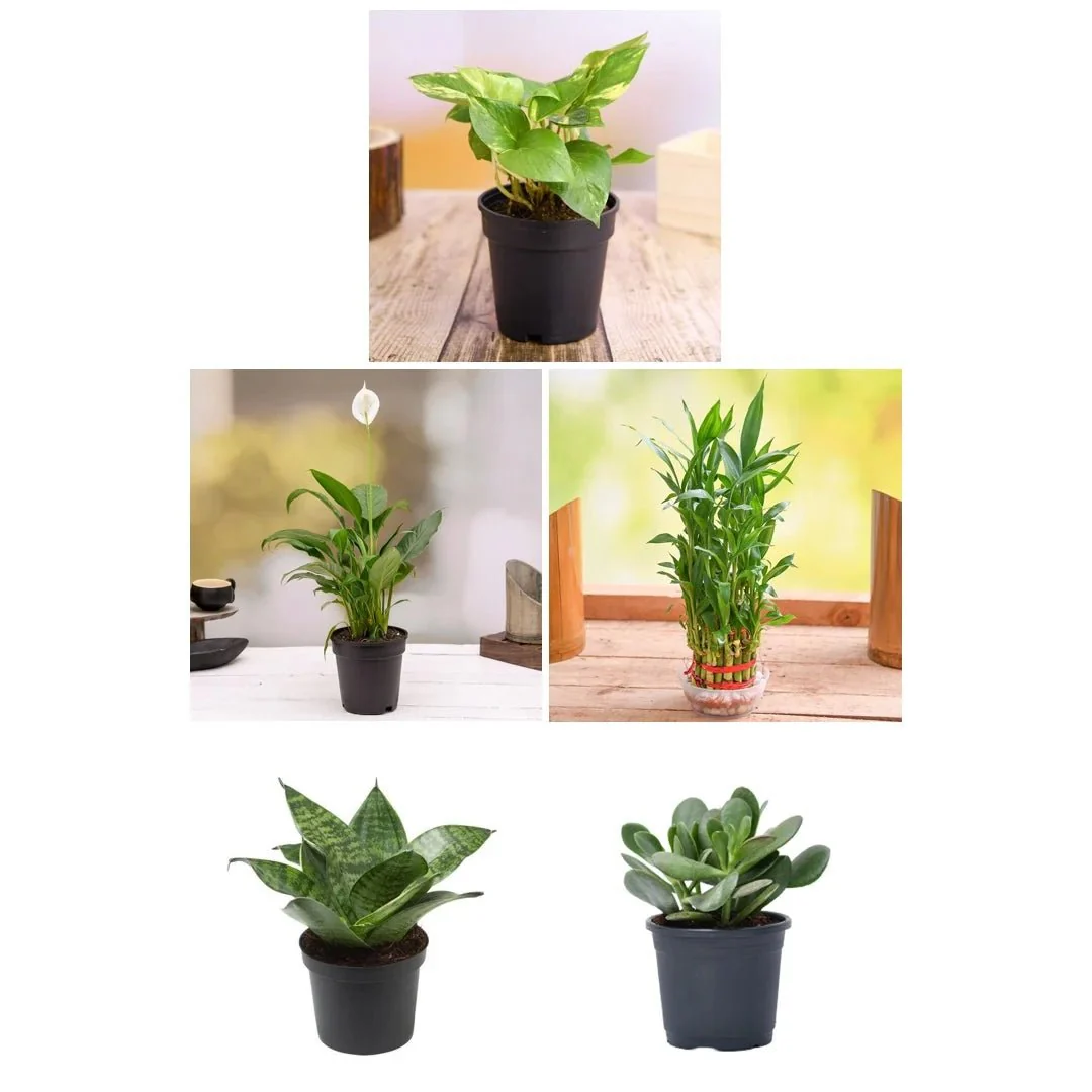 Top 5 Plants to Attract Money - Image 2