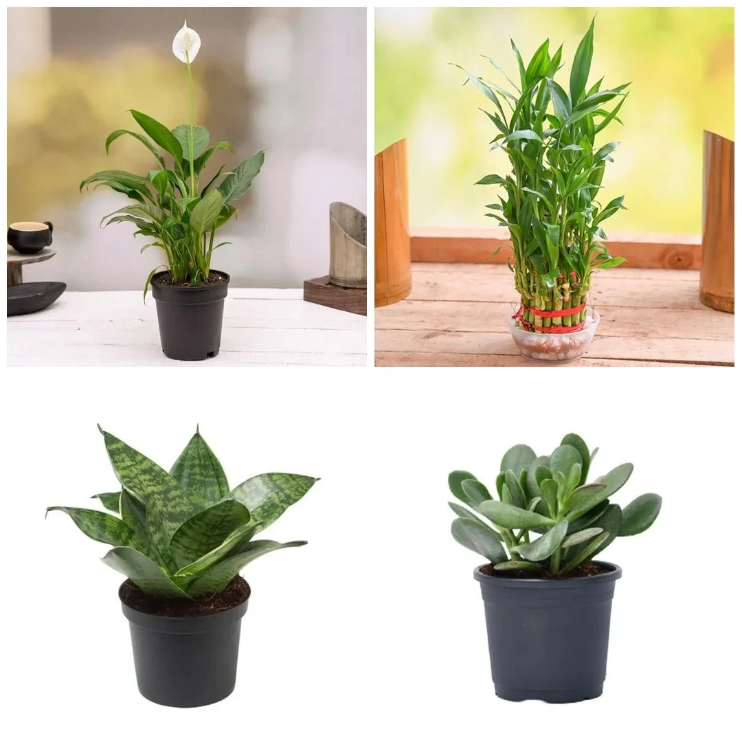 Top 5 Plants to Attract Money - Image 3