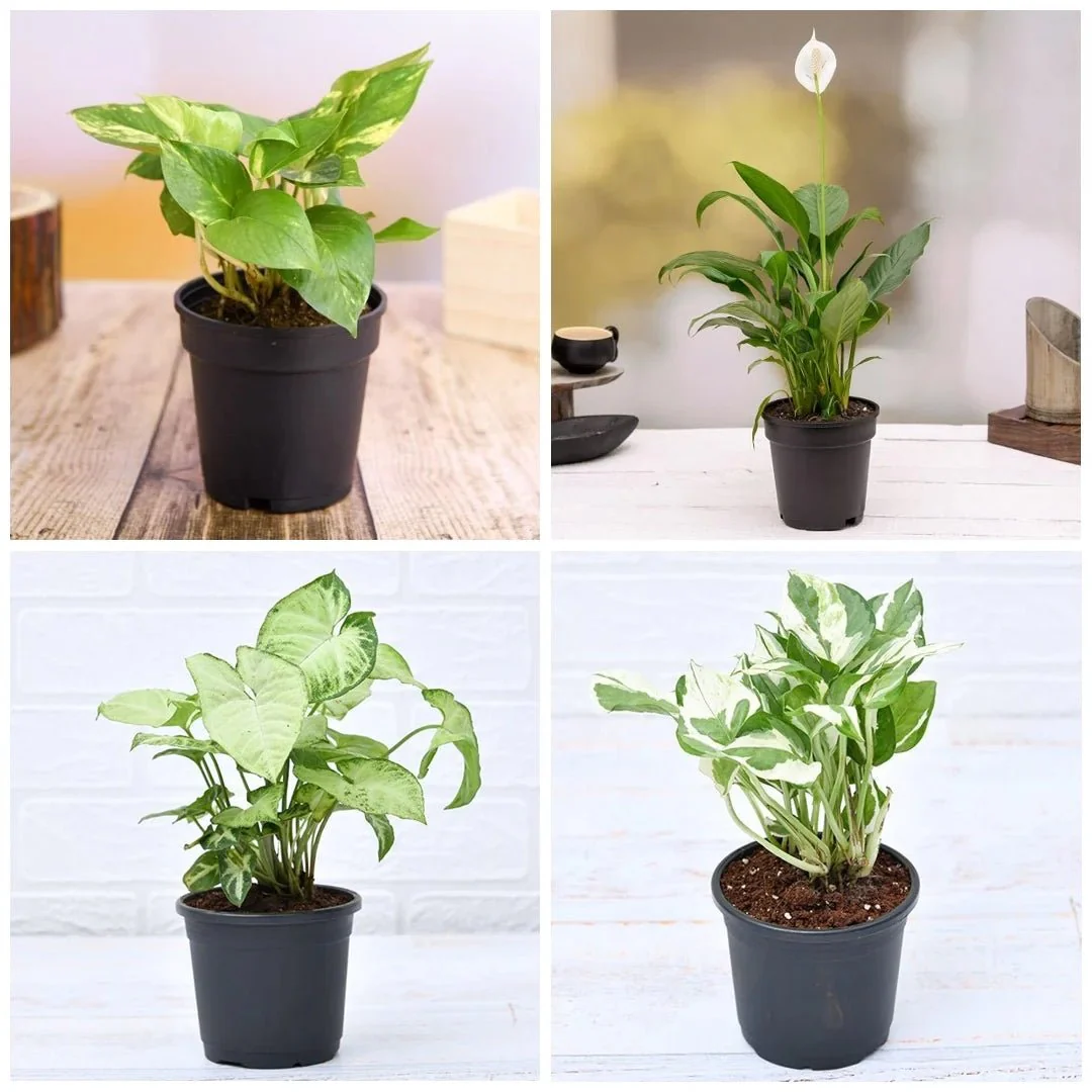 Top 5 Pollution Killer Plants Pack - Image 2