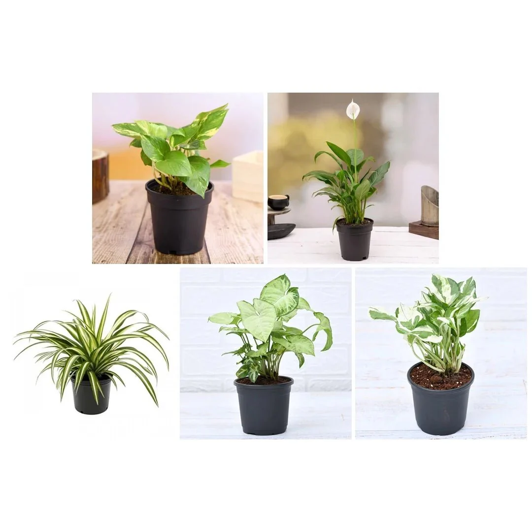Top 5 Pollution Killer Plants Pack - Image 3