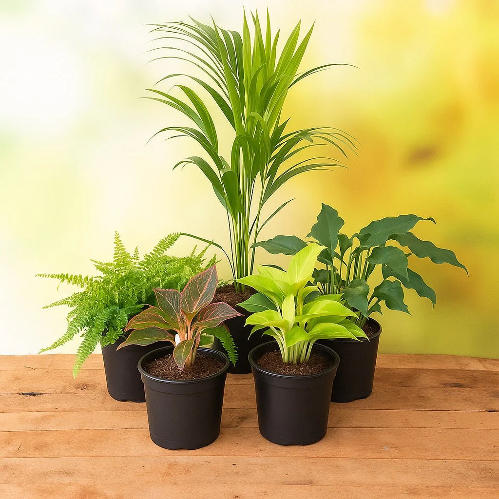 Top 5 Shade Tolerant Indoor Plants for Home