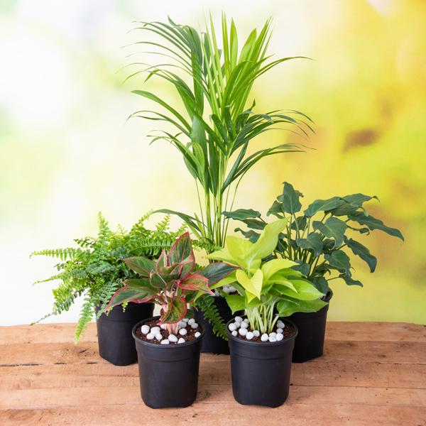 Top 5 Shade Tolerant Indoor Plants for Home - Image 2