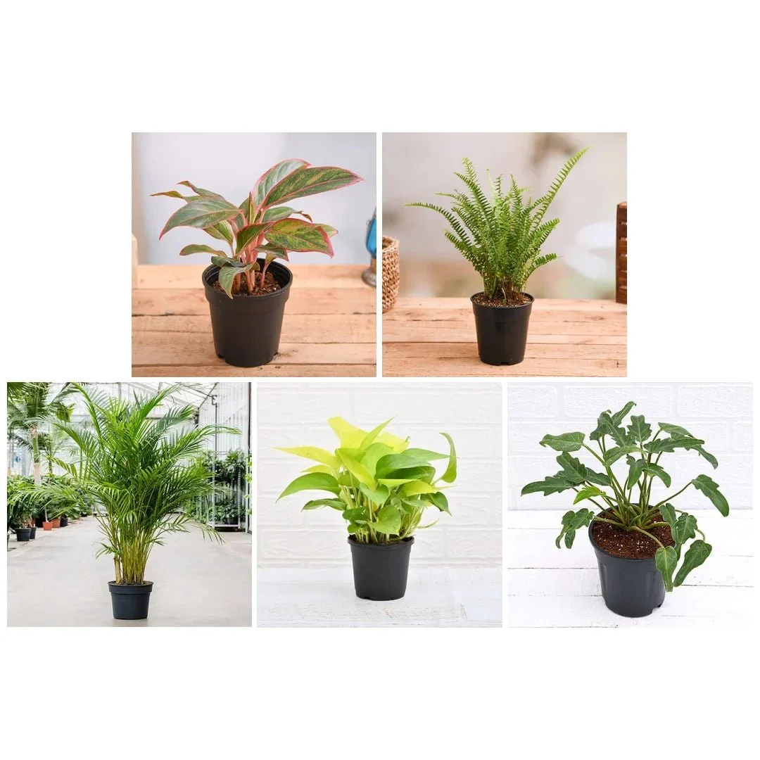 Top 5 Shade Tolerant Indoor Plants for Home - Image 3