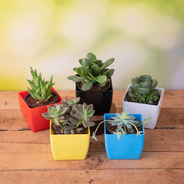 Top 5 Succulents