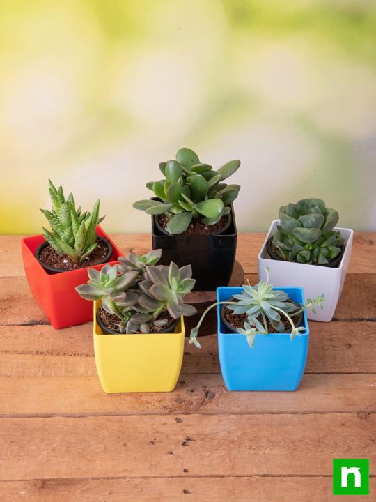 Top 5 Succulents - Image 2
