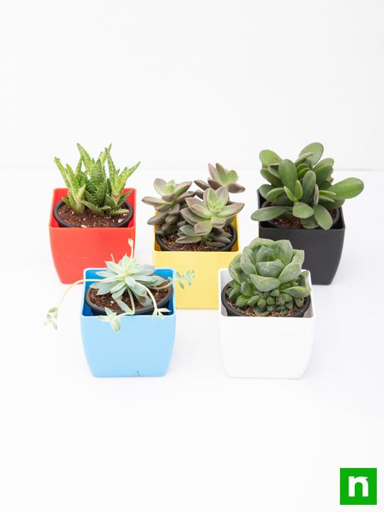 Top 5 Succulents - Image 3