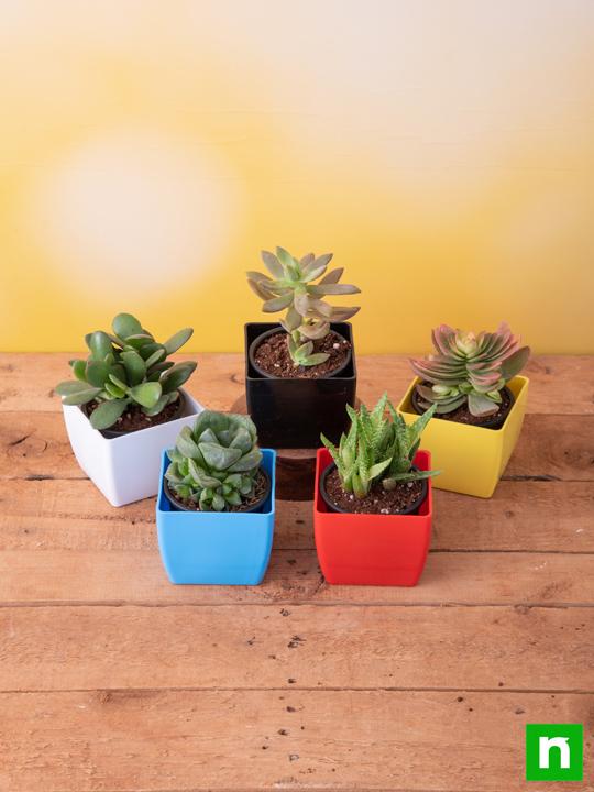 Top 5 Summer Succulent Plants Pack - Image 2