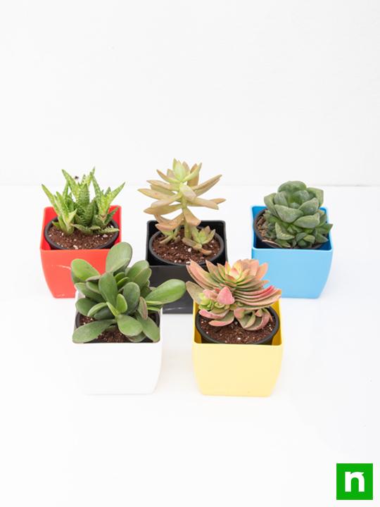 Top 5 Summer Succulent Plants Pack - Image 3