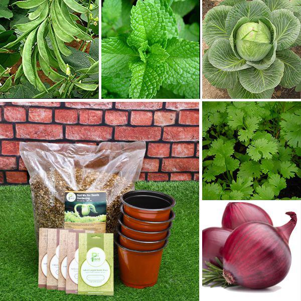 Top 5 vegetable and herb seeds to sow in Winter