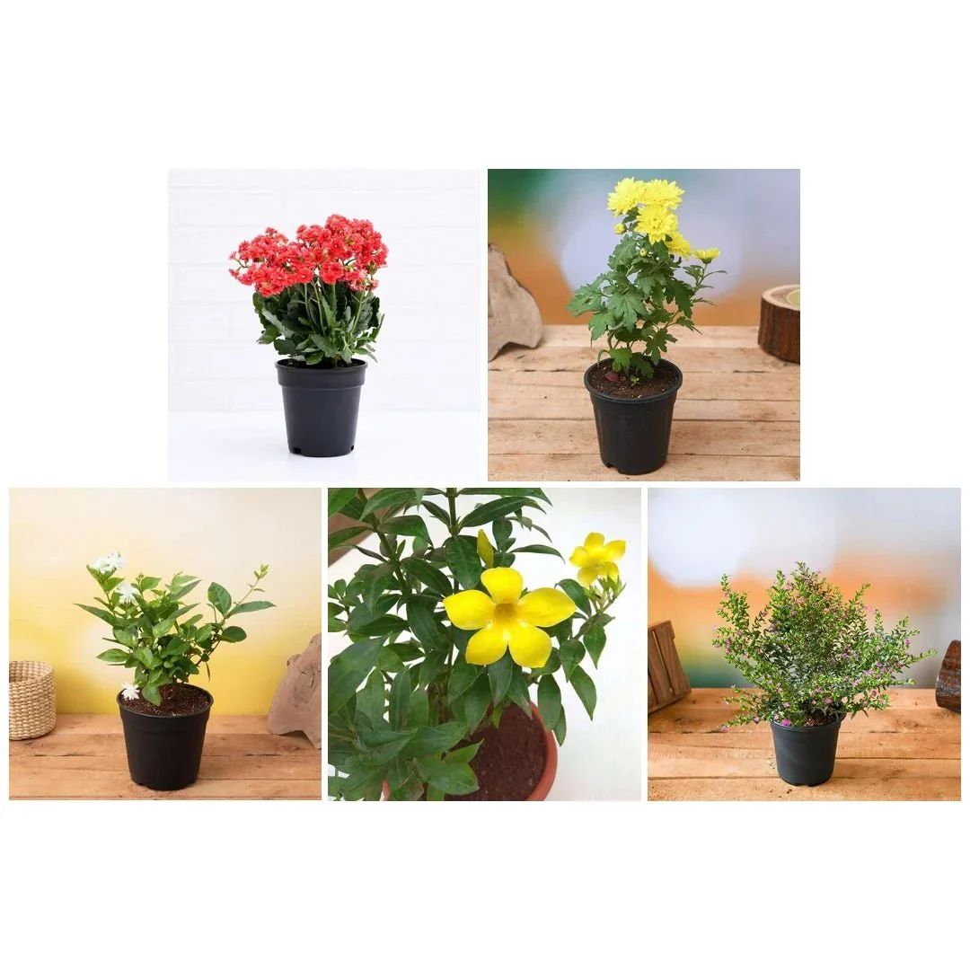 Top 5 Winter Special Flowering Plants - Image 3