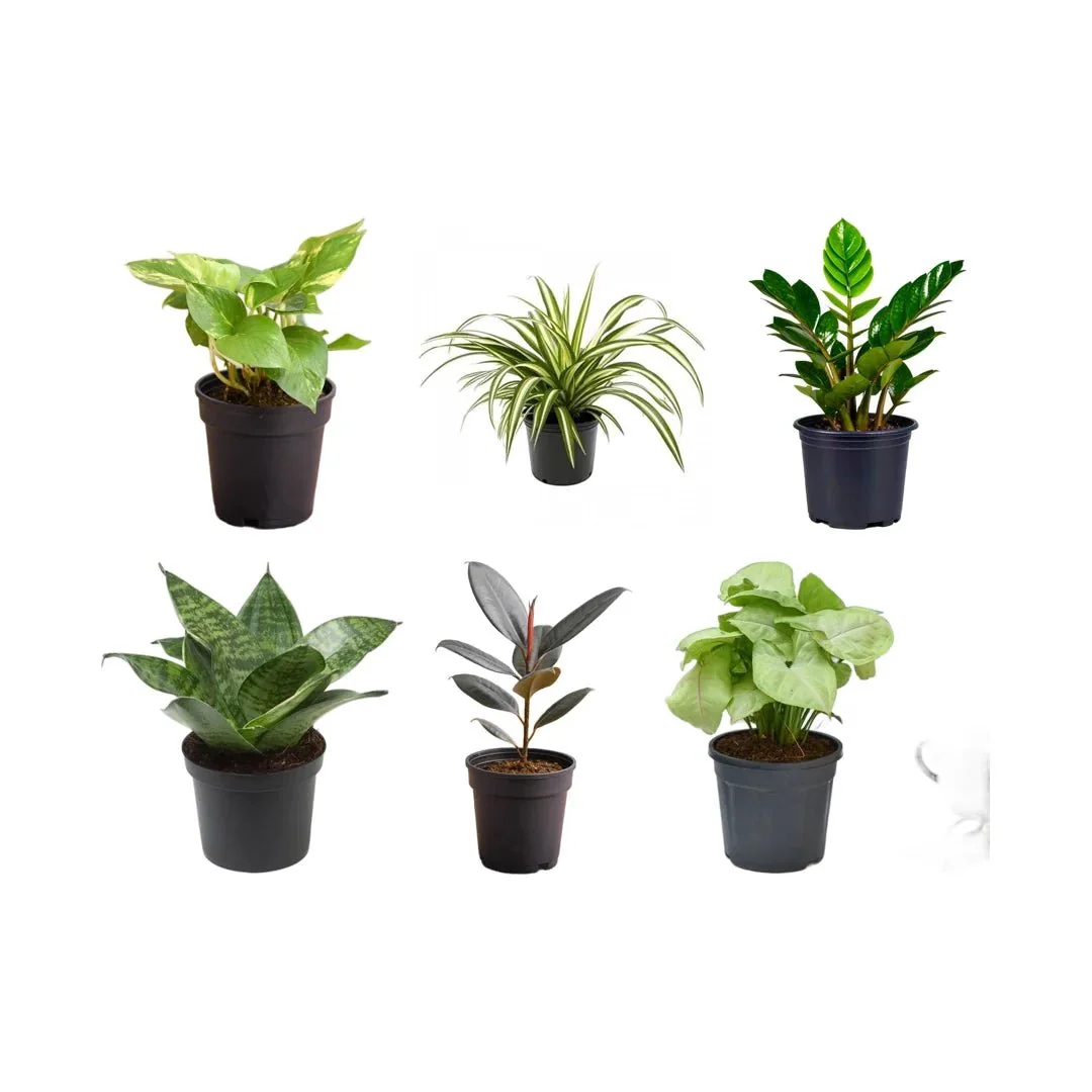 Top 6 Plants for Healthy Lifestyle - Image 2