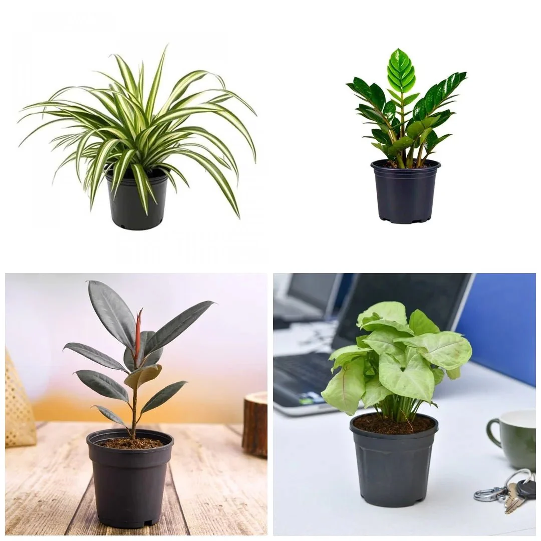 Top 6 Plants for Healthy Lifestyle - Image 3
