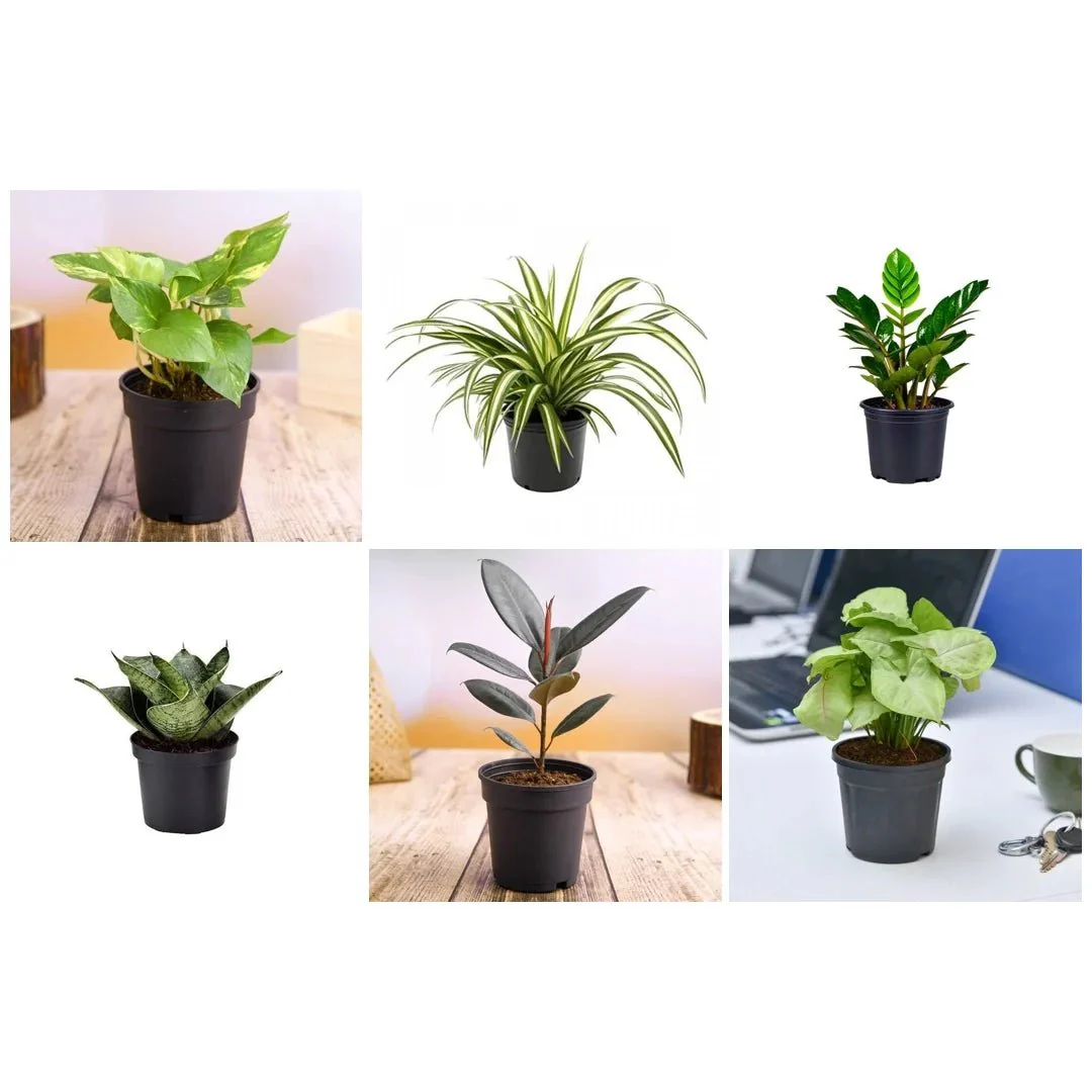 Top 6 Plants for Healthy Lifestyle - Image 4