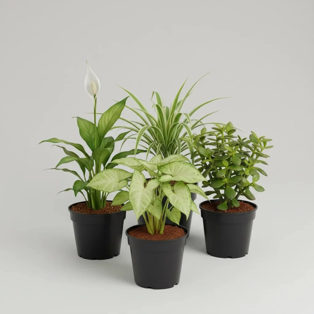 Top 5 Plants for Healthy and Prosperous New Year