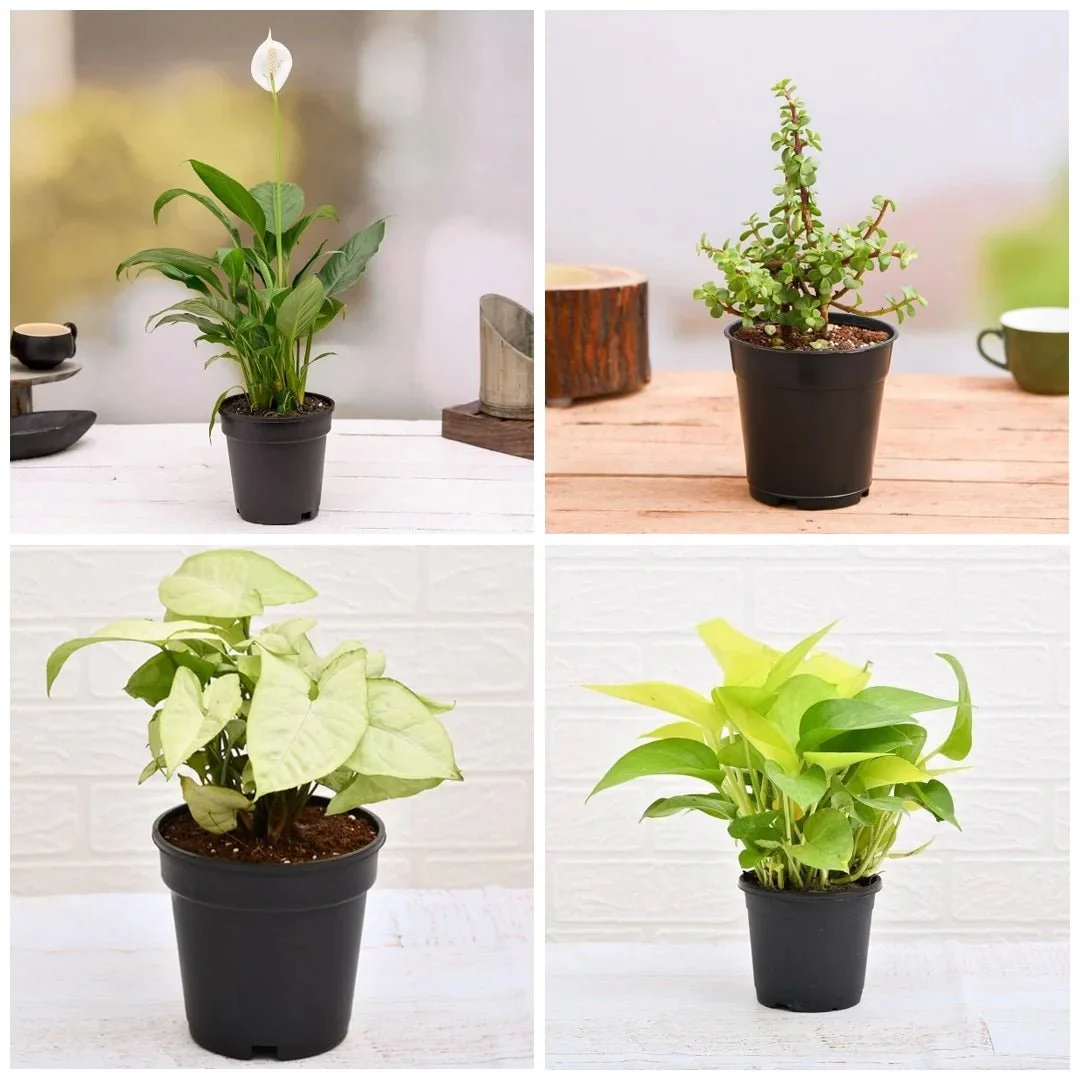 Top 5 Plants for Healthy and Prosperous New Year - Image 2
