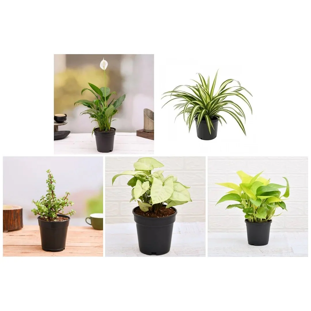 Top 5 Plants for Healthy and Prosperous New Year - Image 3
