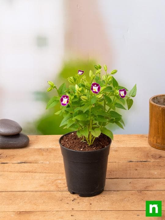 Torenia (Any Color) - Plant - Image 2
