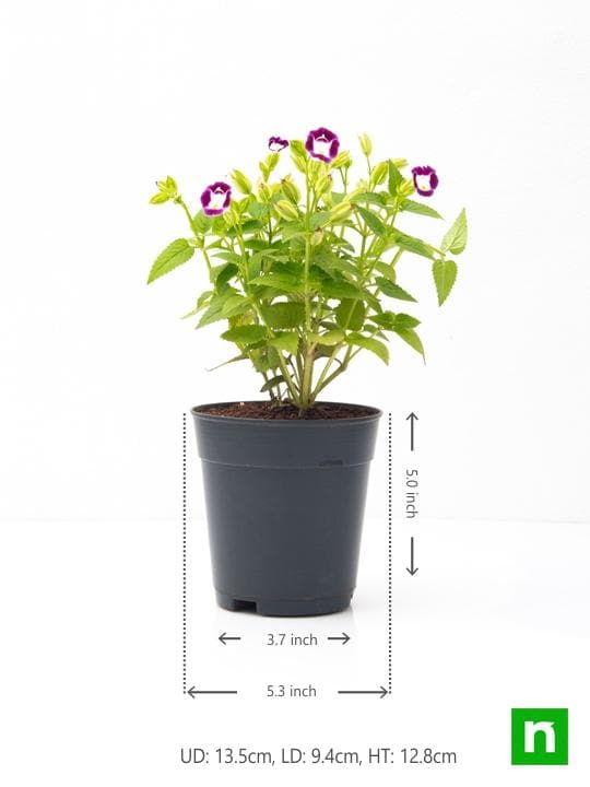 Torenia (Any Color) - Plant - Image 3