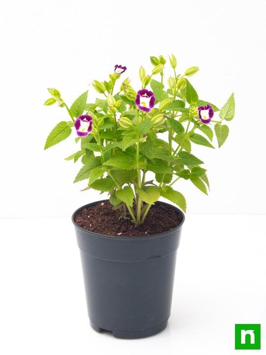 Torenia (Any Color) - Plant - Image 4