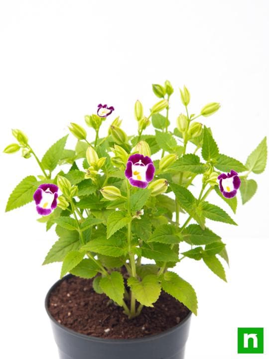 Torenia (Any Color) - Plant - Image 5