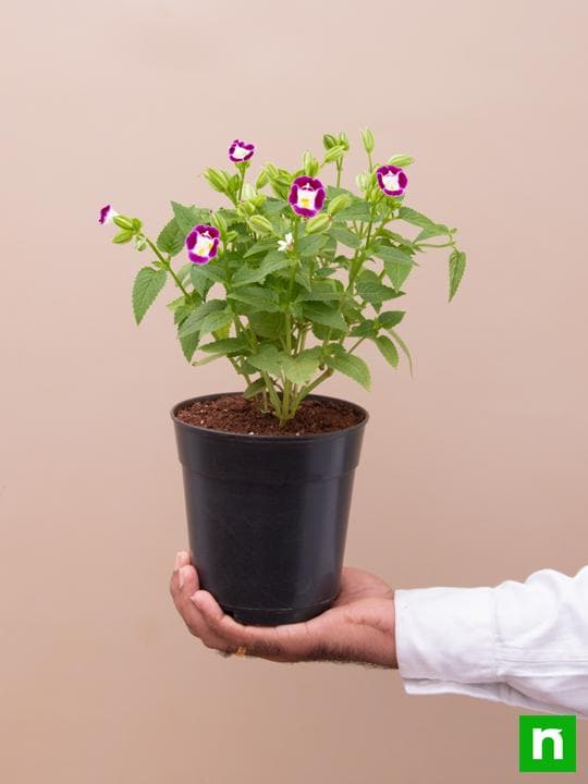 Torenia (Any Color) - Plant - Image 6