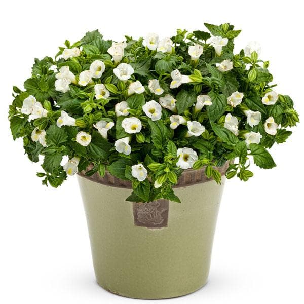 Torenia (White) - Plant