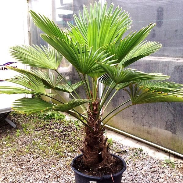 Trachycarpus wagnerianus - Plant