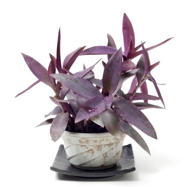 Tradescantia Pallida, Purple Queen, Purple Secretia - Plant