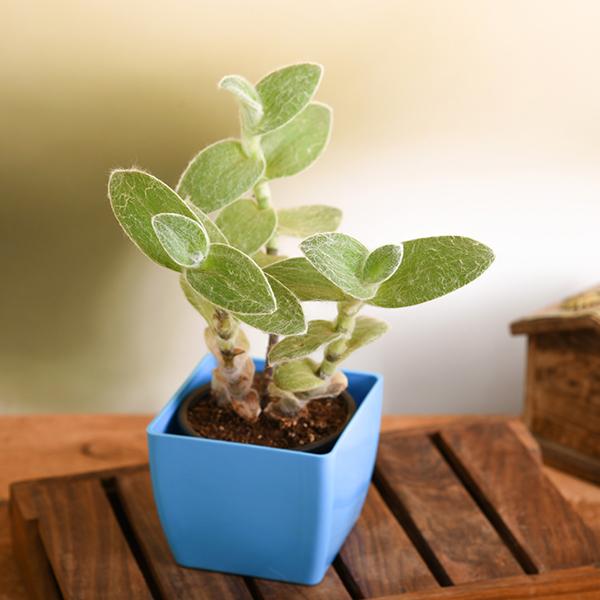 Tradescantia sillamontana - Succulent Plant