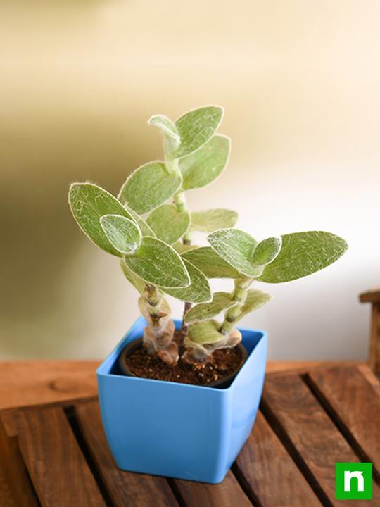 Tradescantia sillamontana - Succulent Plant - Image 2
