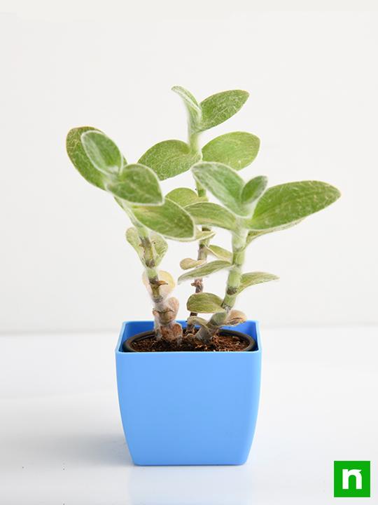 Tradescantia sillamontana - Succulent Plant - Image 3