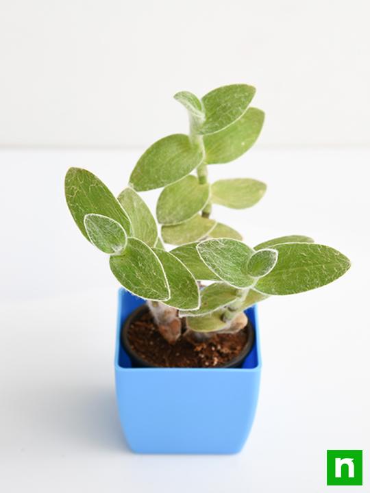 Tradescantia sillamontana - Succulent Plant - Image 4