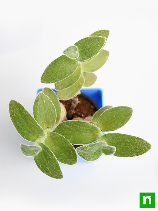 Tradescantia sillamontana - Succulent Plant - Image 5
