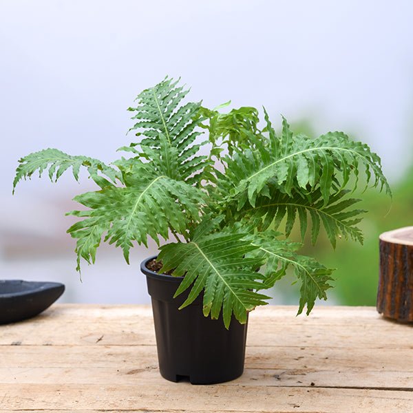 Tree Fern, Silver Lady Fern - Plant