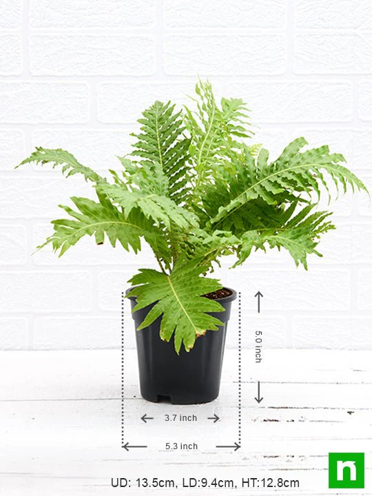 Tree Fern, Silver Lady Fern - Plant - Image 3