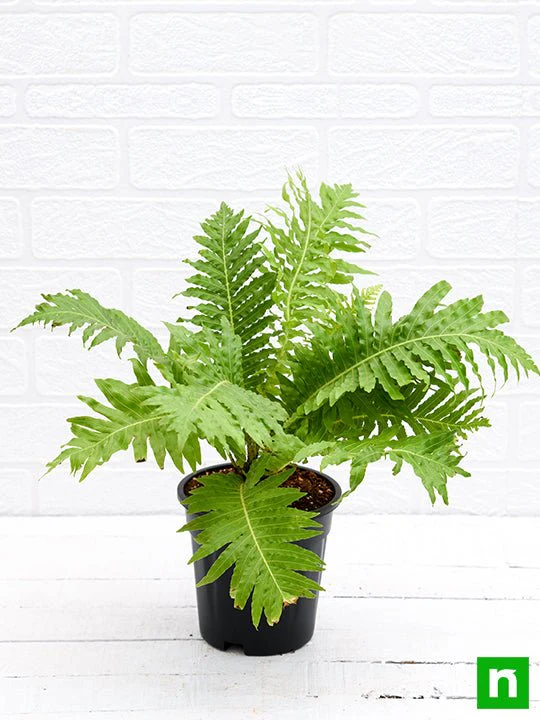 Tree Fern, Silver Lady Fern - Plant - Image 4
