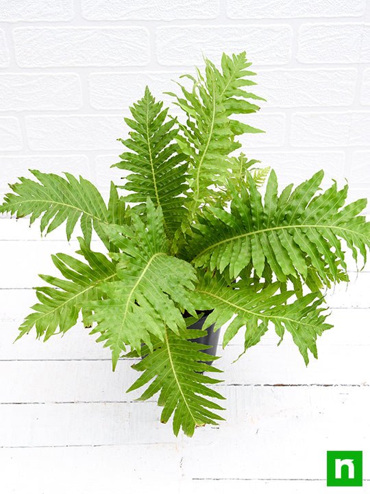 Tree Fern, Silver Lady Fern - Plant - Image 5