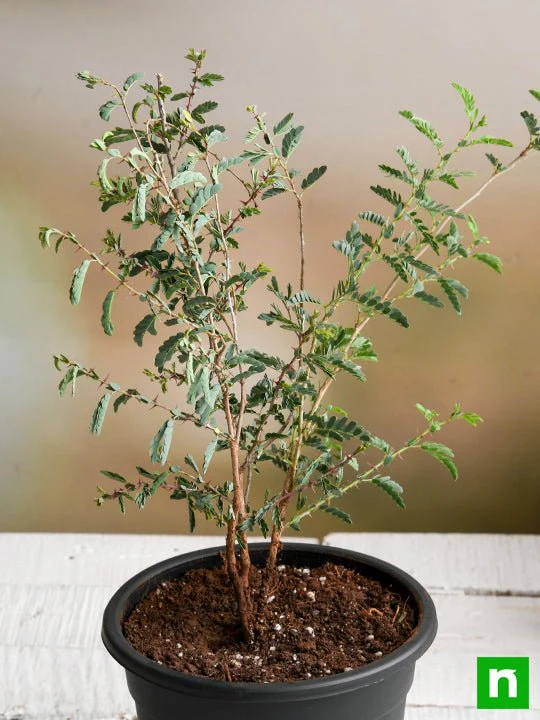 Tree of Rajasthan, Shami - Plant - Image 2