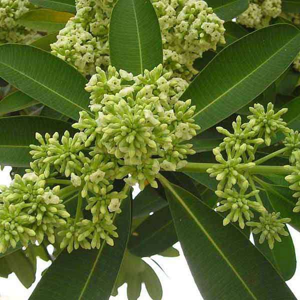 Tree of West Bengal, Saptaparni - Plant