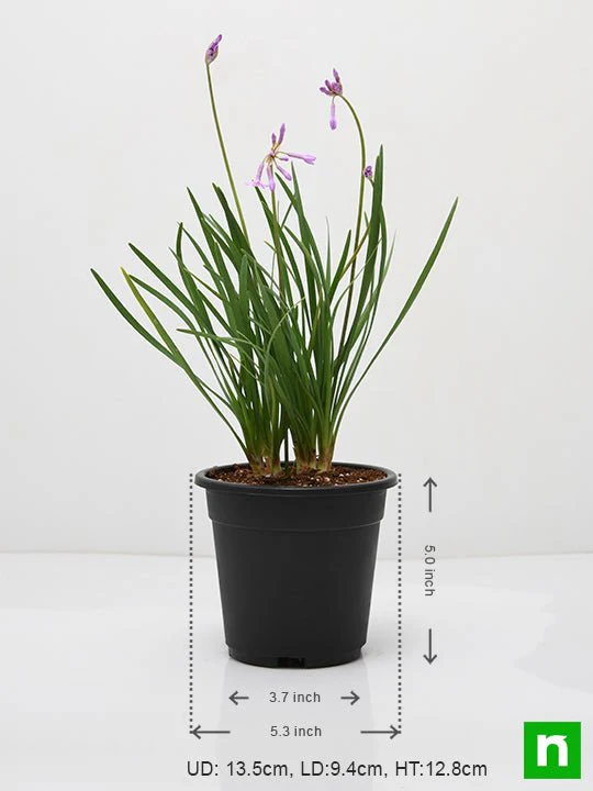 Tulbaghia Fragrans, Sweet Garlic - Plant - Image 3