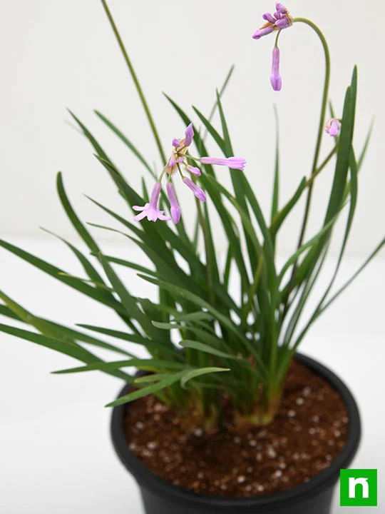 Tulbaghia Fragrans, Sweet Garlic - Plant - Image 5