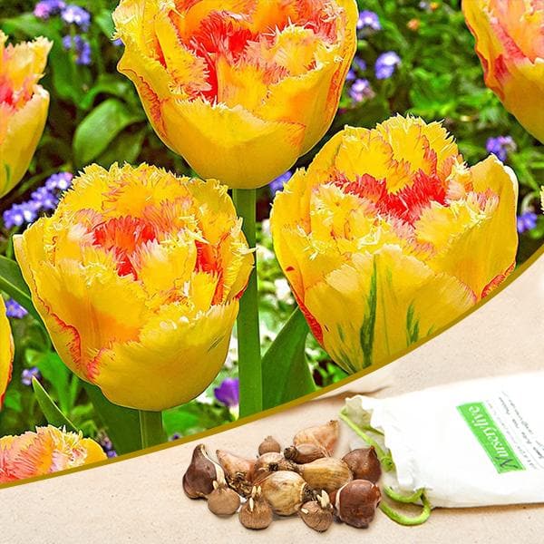 Tulip Amazone (Yellow, Pink) - Bulbs (set of 5)