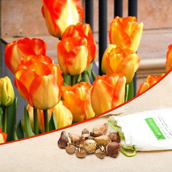 Tulip American Dream (Red, Yellow) - Bulbs (set of 5)