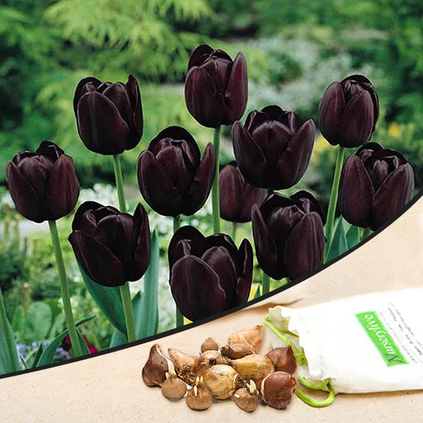 Tulip - Bulbs (set of 5) - Image 3