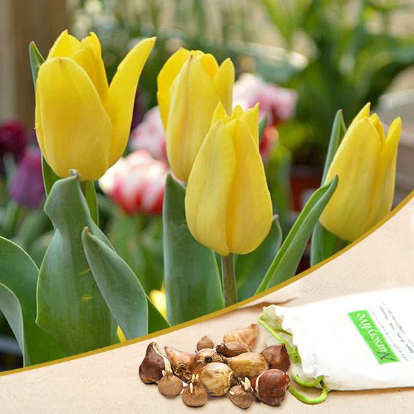 Tulip - Bulbs (set of 5) - Image 4