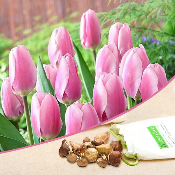 Tulip - Bulbs (set of 5) - Image 5