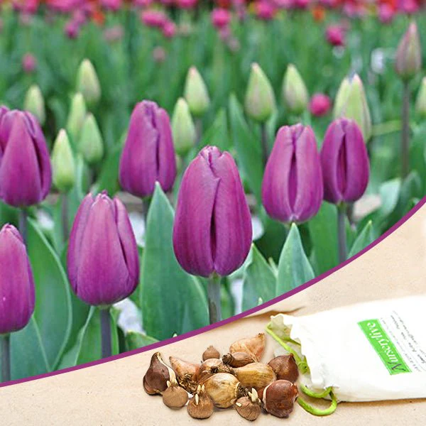 Tulip - Bulbs (set of 5) - Image 6
