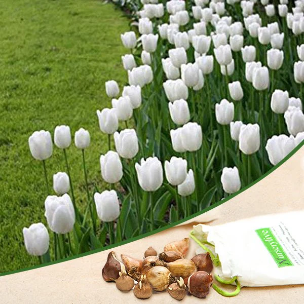 Tulip - Bulbs (set of 5) - Image 7