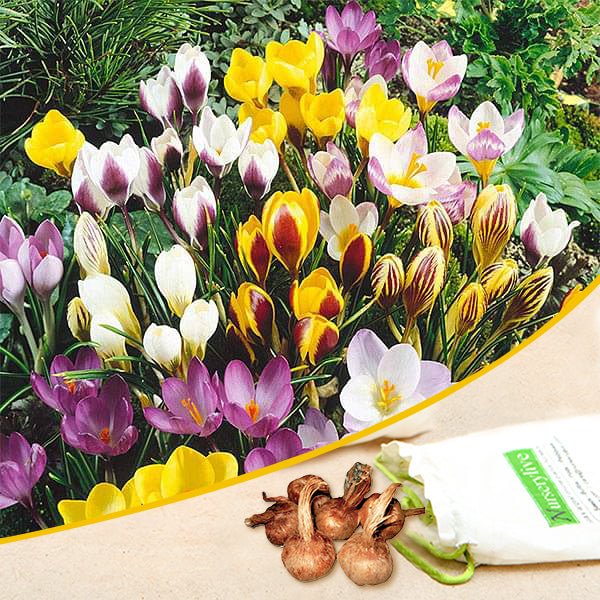 Tulip - Bulbs (set of 5) - Image 8